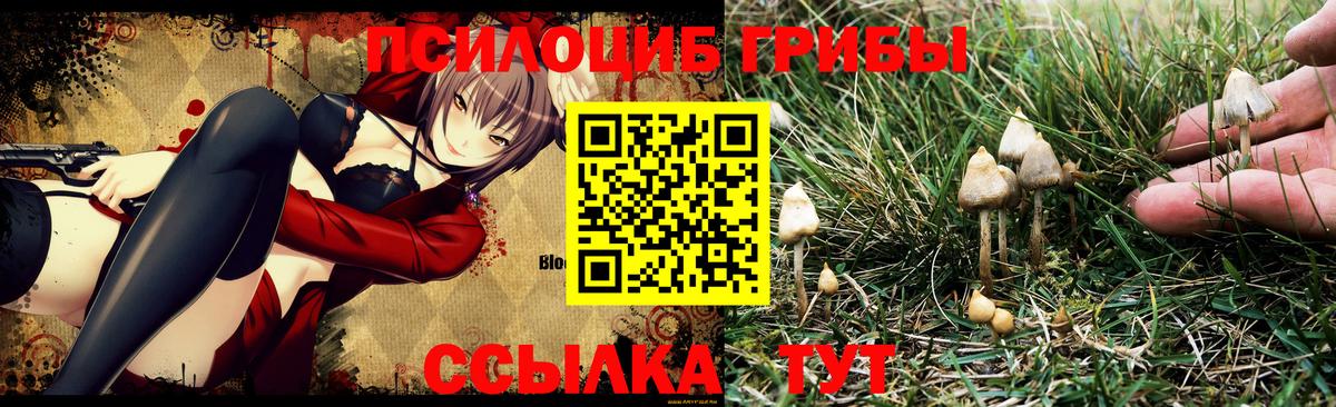 Галлюциногенные грибы Psilocybine cubensis Советский